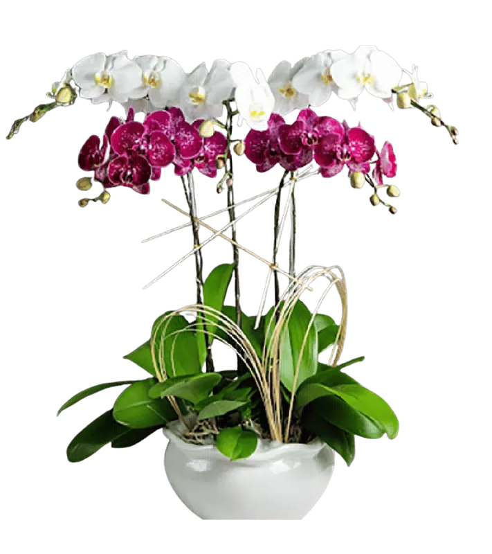 Chậu lan hồ điệp trắng phối tím đậm - 0392