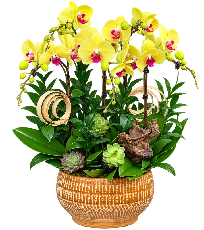 Chậu lan hồ điệp vàng - 1535