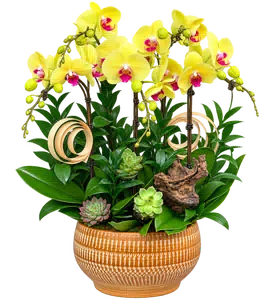 Chậu lan hồ điệp vàng - 1535