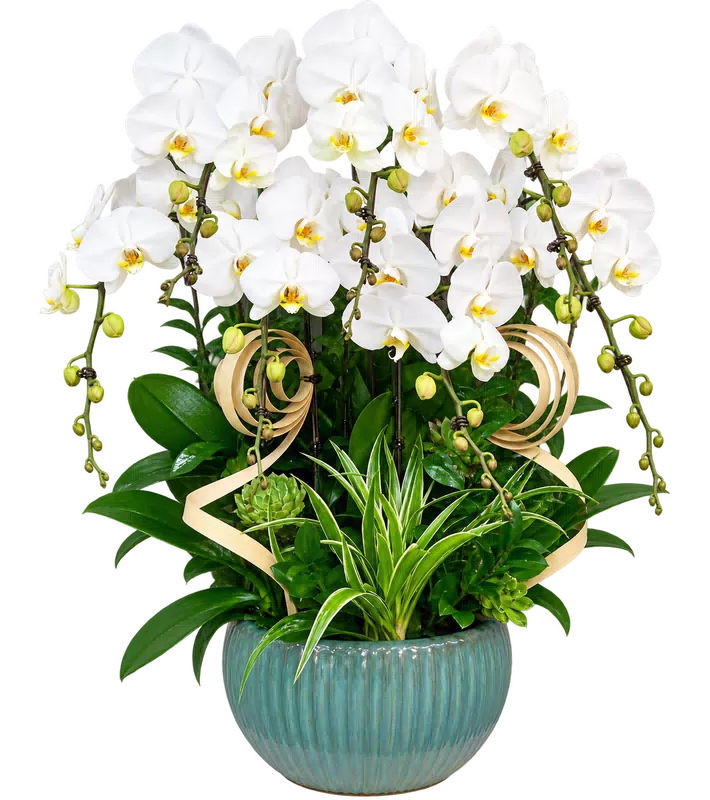 Chậu lan hồ điệp trắng - 1541