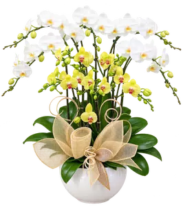 Chậu lan hồ điệp trắng - 1506